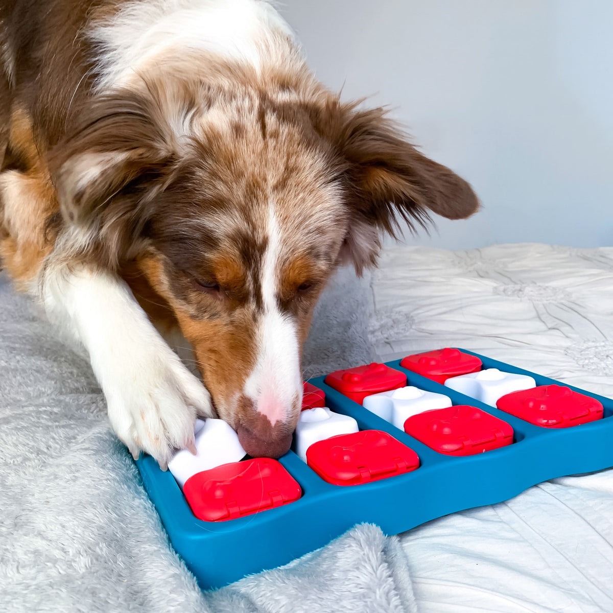 Dog exploring the matching blue-and-red treat puzzle