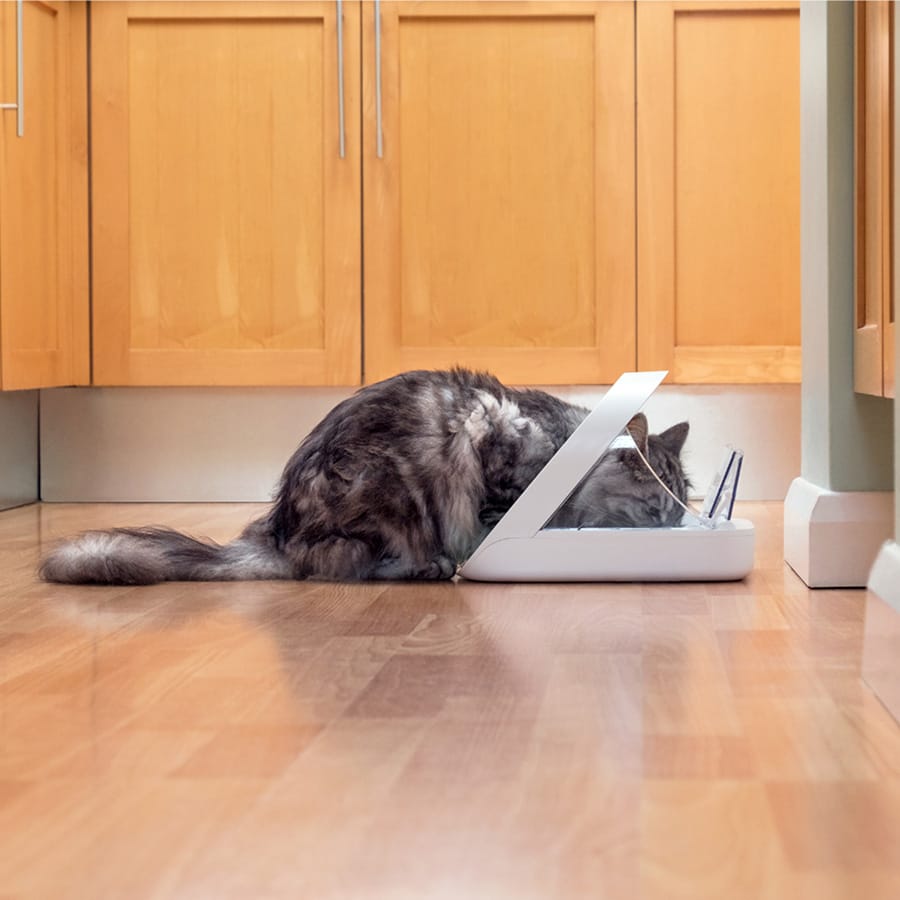 SureFeed - Microchip Recognition Pet Food Feeder - White - product gallery photograph 3