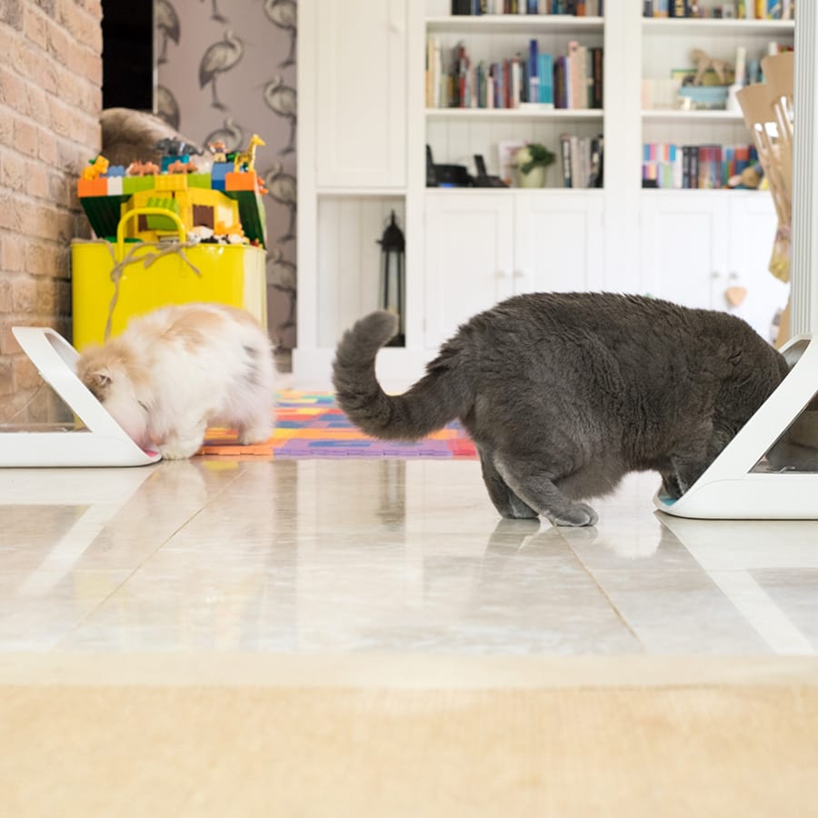 SureFeed - Microchip Recognition Pet Food Feeder - White - product gallery photograph 4